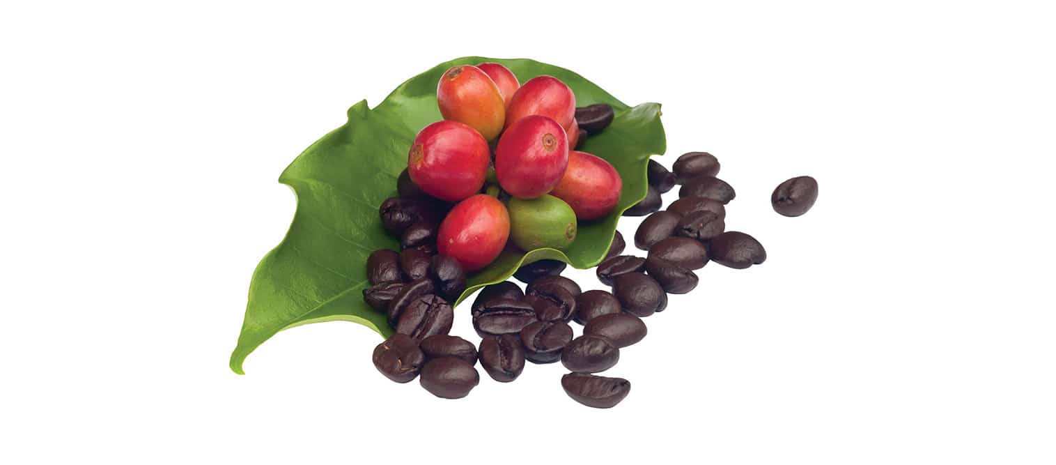 Coffee beans and leaf